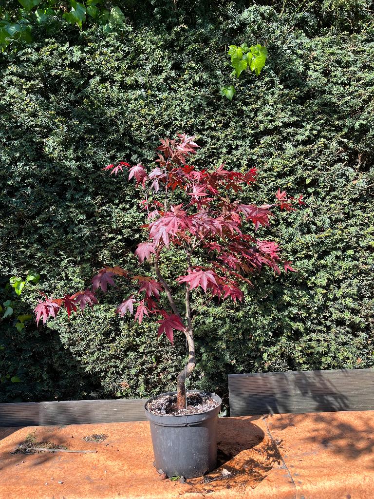 Bonsai starter, rode acer atropurpureum, Bloeit niet, Halfschaduw, Overige soorten, Minder dan 100 cm