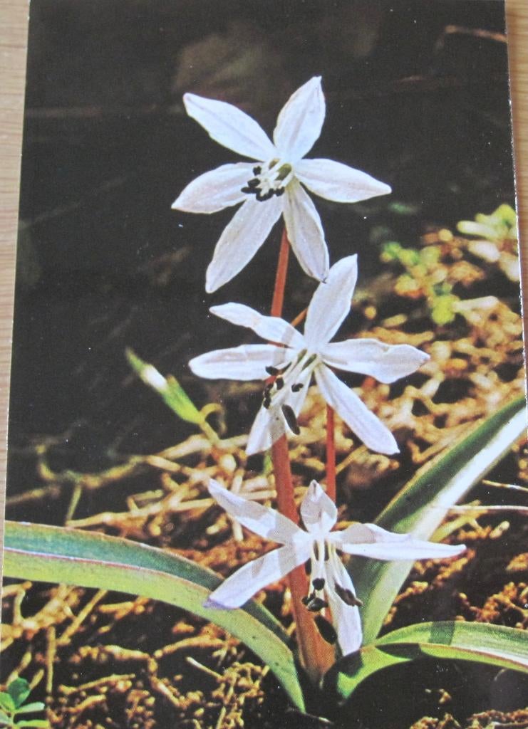 hyacint -achtige bergplant op nieuwe ansichtkaart (scilla), Verzenden, 1980 tot heden, Ongelopen, Natuur