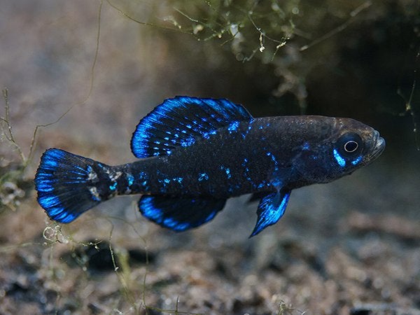 Elasoma evergladei – Everglades Dwergzonnebaars – Koidreams, Vis, Zoetwatervis