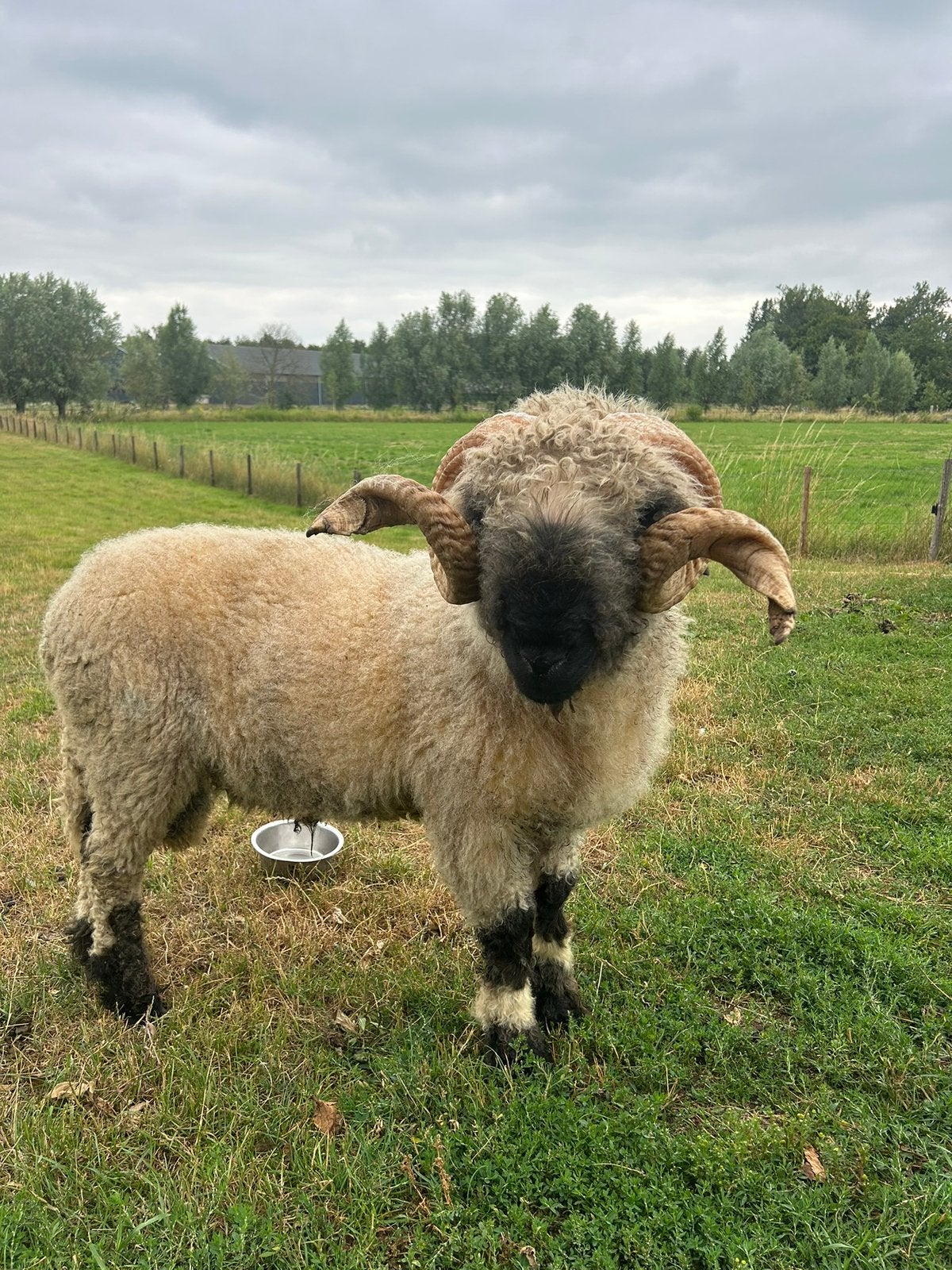 Walliser schwarznase stamboek ram te koop/ruil, Mannelijk, Schaap, 0 tot 2 jaar