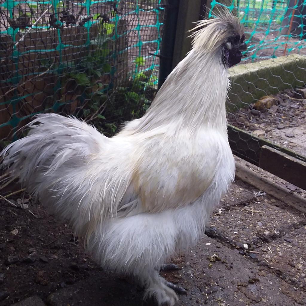 zeiderhoenhaantje, Dieren en Toebehoren, Pluimvee, Mannelijk, Kip
