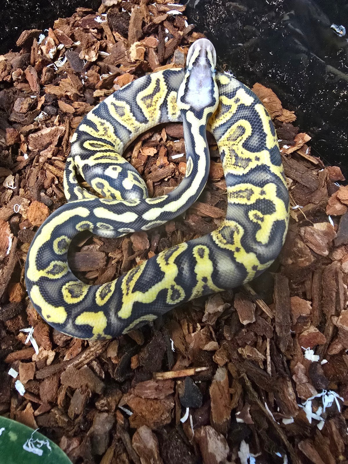 Koningspython (Python regius) – vele kleuren NK 2026 Ball Python photo 7