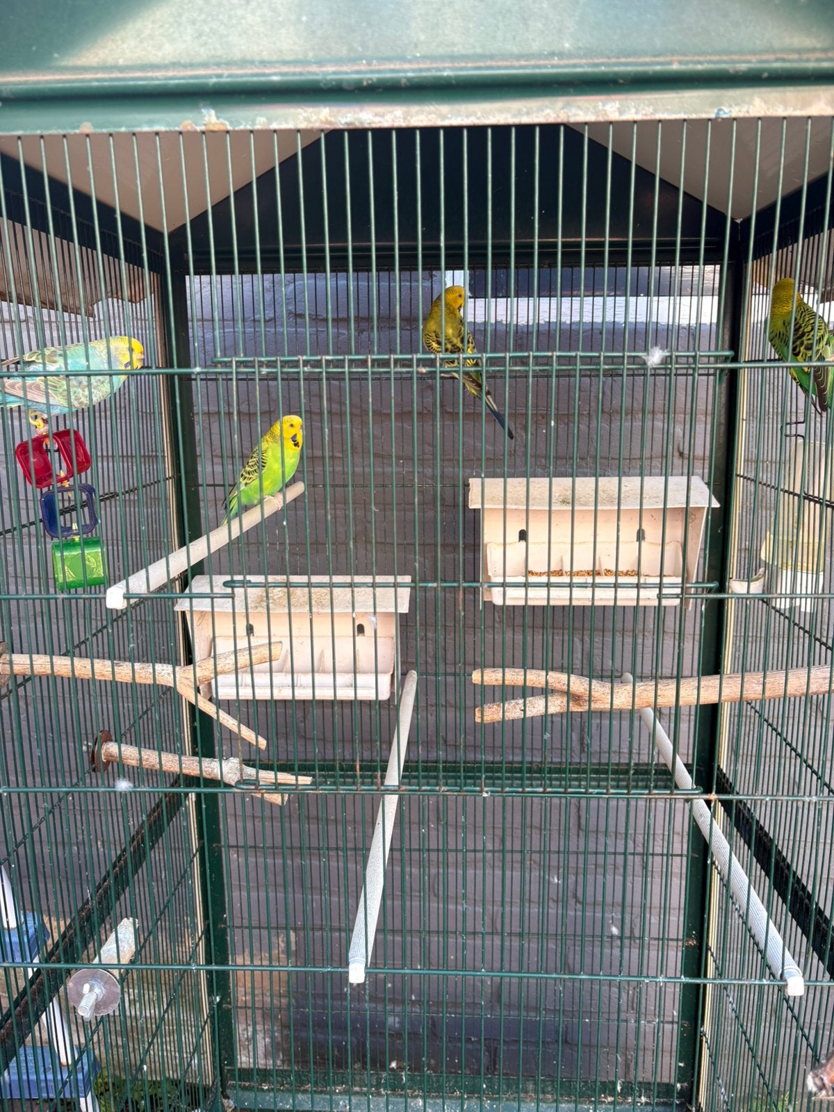 Grasparkieten incl kooi, Meerdere dieren, Parkiet