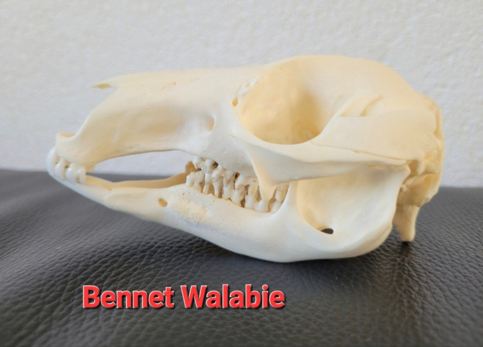 Schedel Bennet Walabie, Ophalen of Verzenden, Schedel