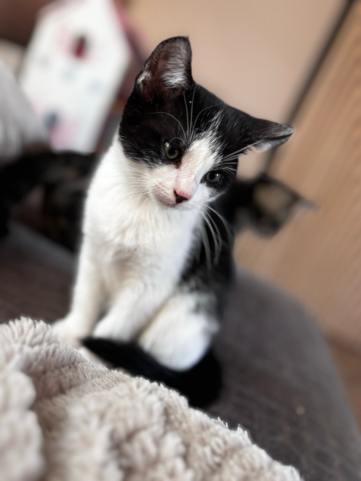 Lieve kitten, Kater, Kortharig, 0 tot 2 jaar