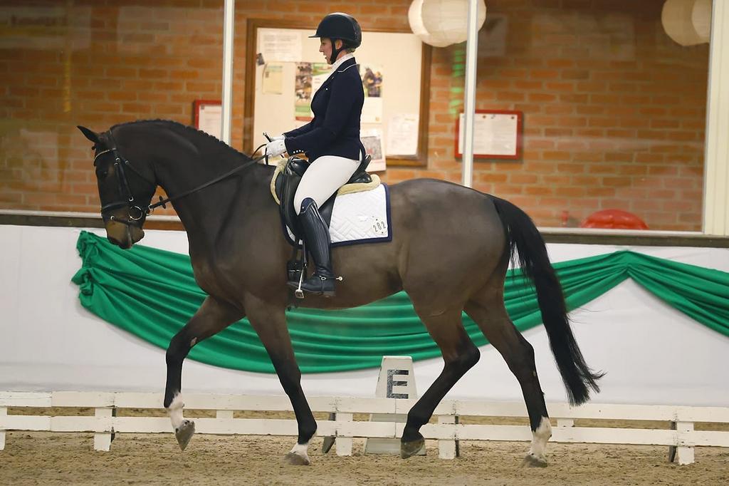 Stoer dressuurpaard 5 jaar, Dieren en Toebehoren, Paarden, 175 cm of meer, Met stamboom, Ruin, M