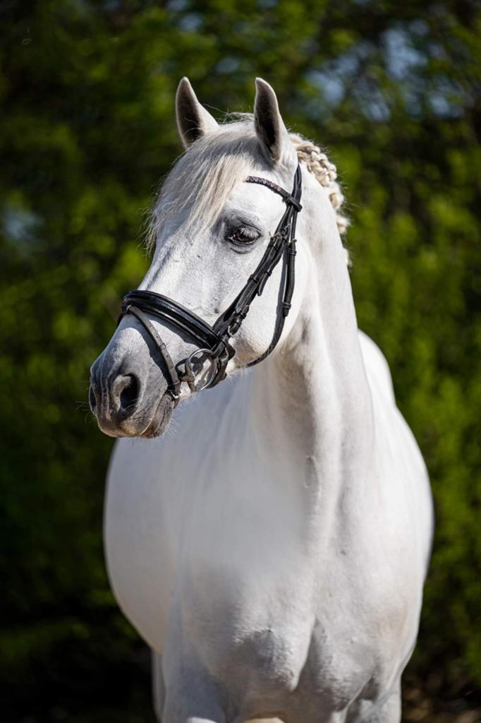 Mooie merrie, Dieren en Toebehoren, Paarden, Merrie, Dressuurpaard