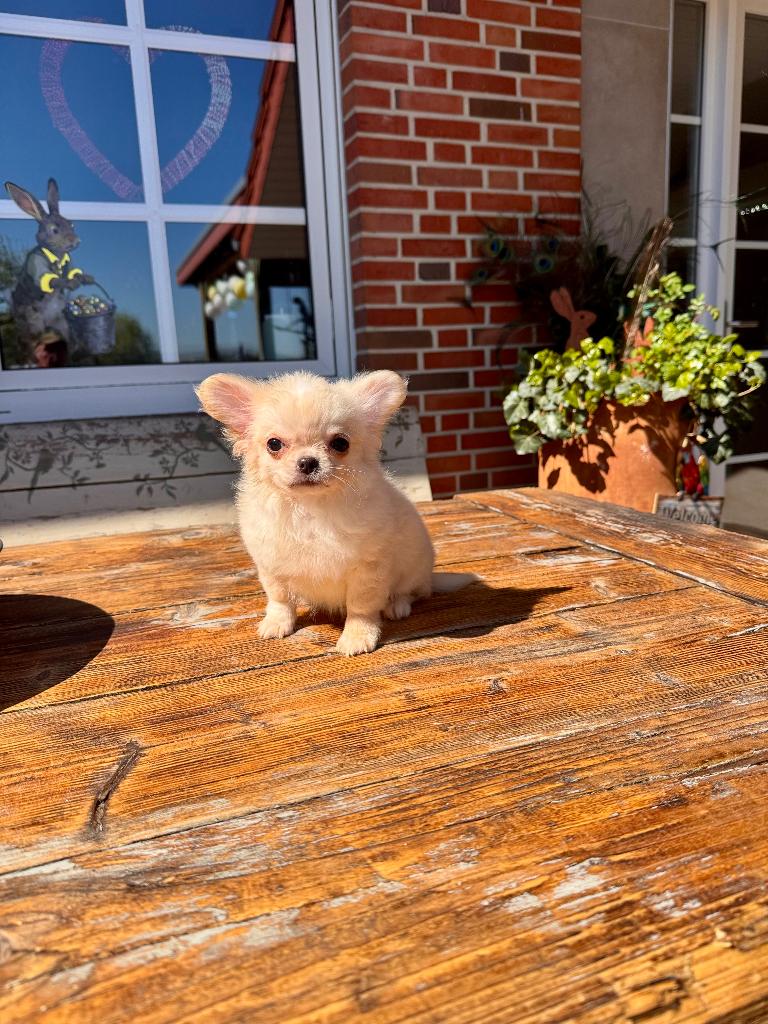 Mini Chihuahua, Dieren en Toebehoren, Honden | Chihuahua's en Gezelschapshonden, Particulier, Reu, 8 tot 15 weken, Buitenland