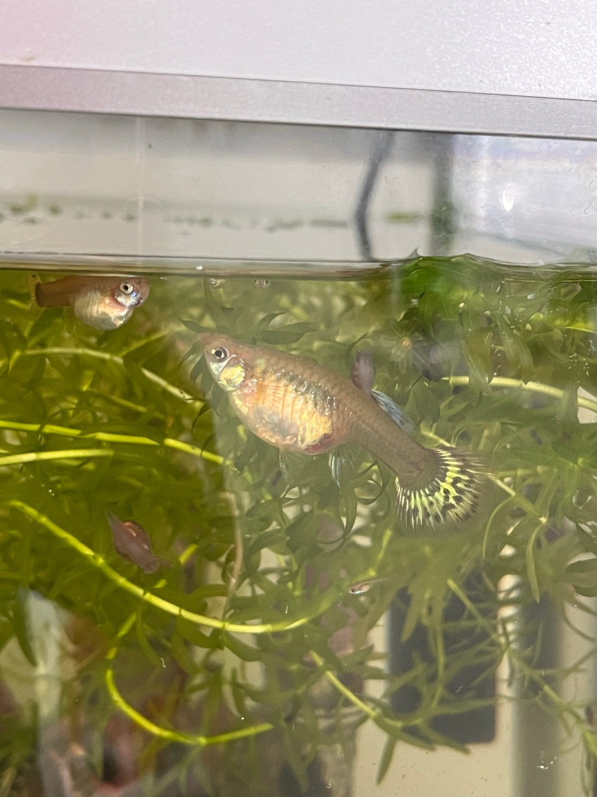 Guppy (Endler) vrouwtjes, Vis, Zoetwatervis