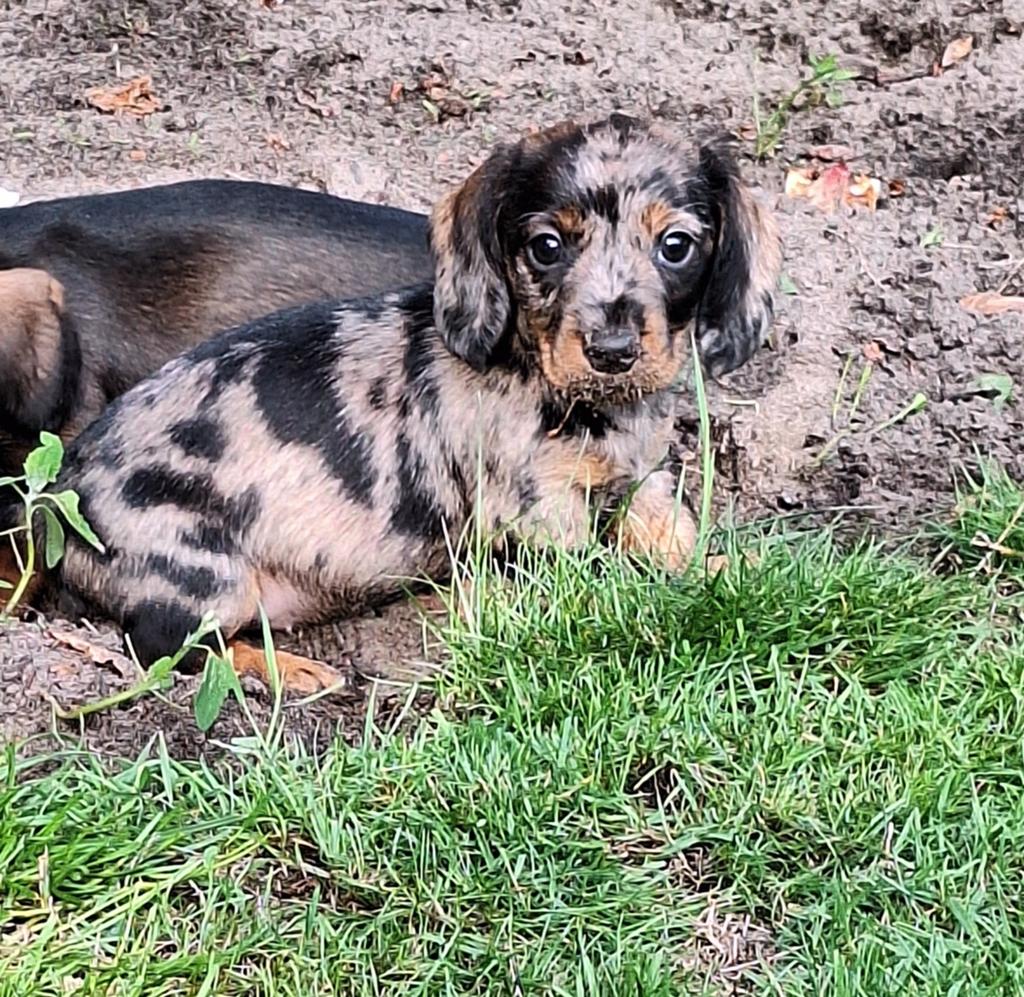 Te koop. Dwerg tekkel teckel pups blue merle ruwhaar teef, Dieren en Toebehoren, Honden | Teckels en Dashonden, Parvo, 8 tot 15 weken