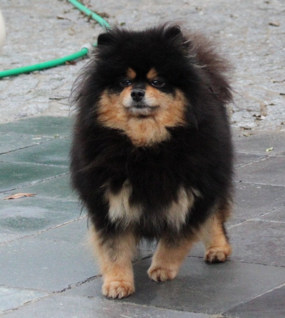 Pomeriaan/dwergkees, 6 jaar of ouder, Parvo, Nederland, Keeshond