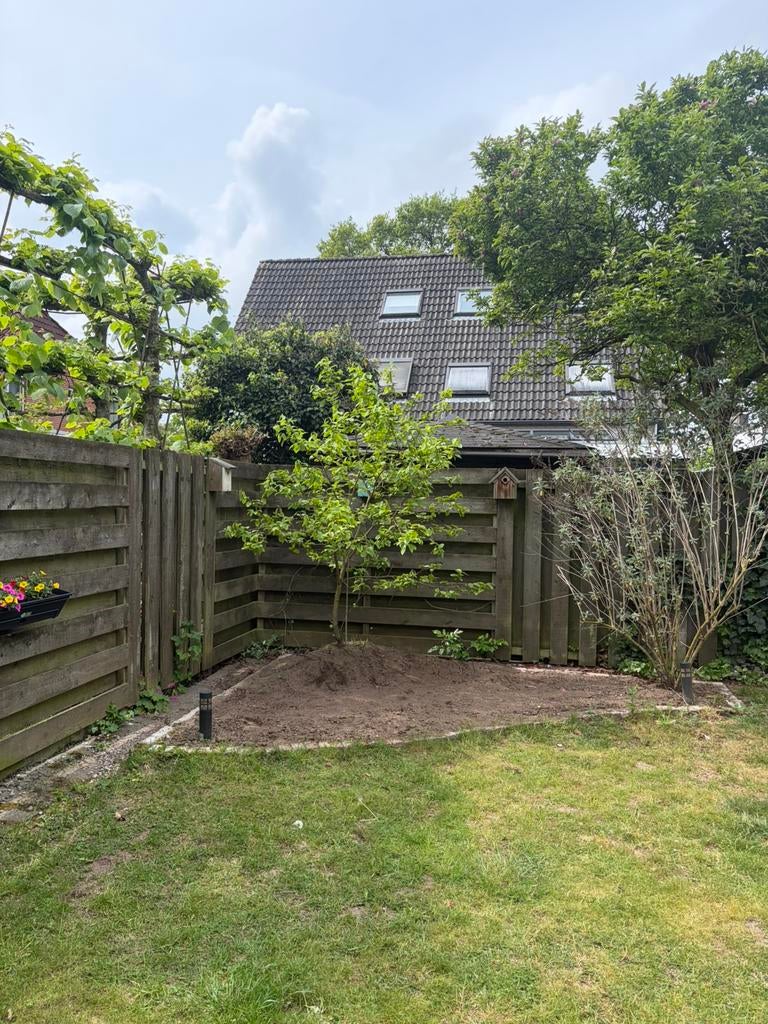 Kakiboompje, Tuin en Terras, Planten | Bomen, Overige soorten, Lente, 100 tot 250 cm, Ophalen