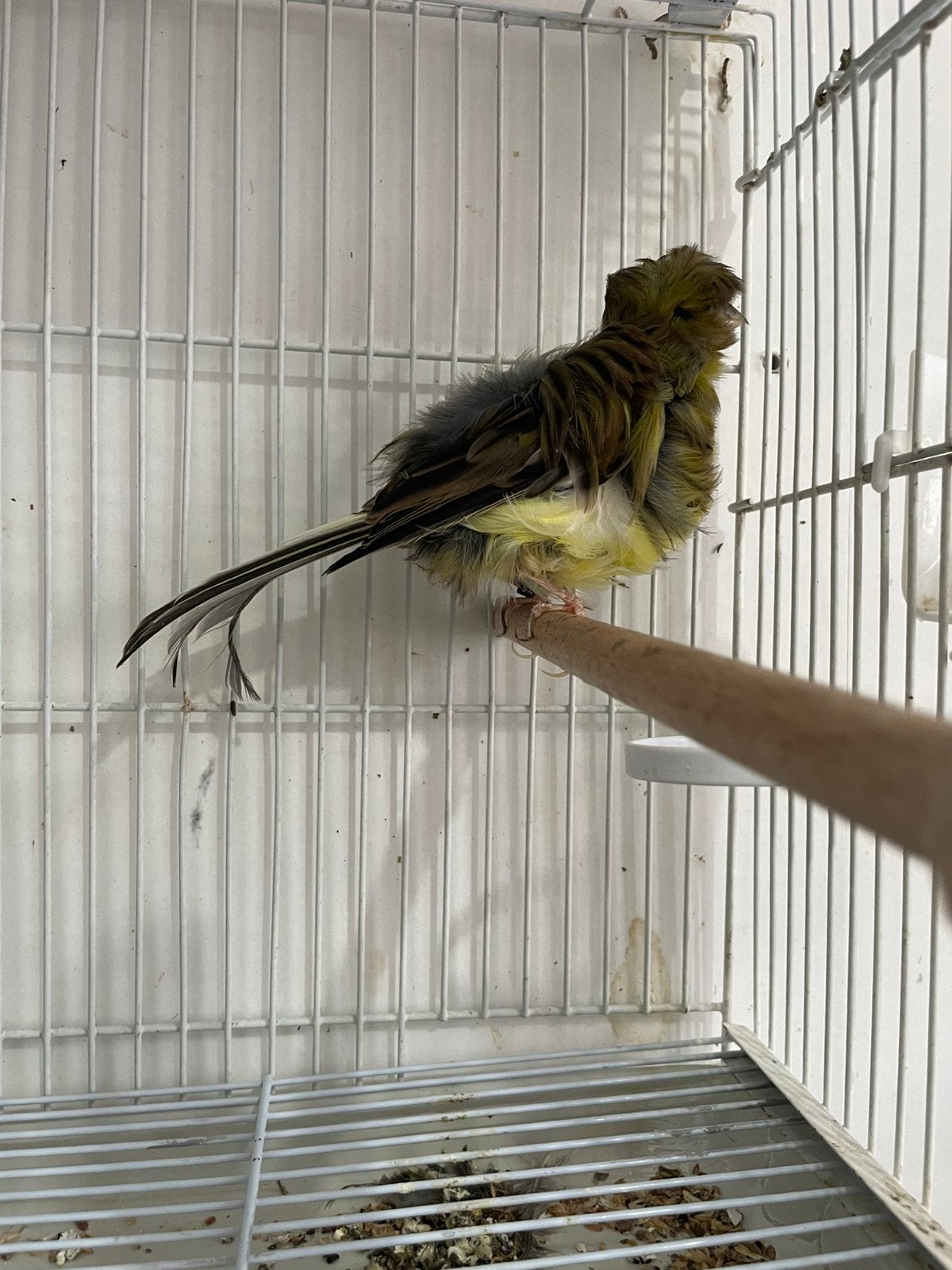 Parijs frise kanarie, Dieren en Toebehoren, Vogels | Kanaries, Meerdere dieren, Zangkanarie