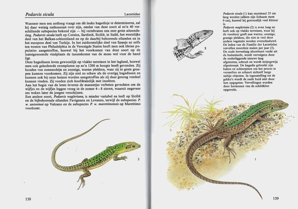 BOEK AMFIBIEEN EN REPTIELEN, Dieren en Toebehoren, Ophalen of Verzenden, Nieuw, Overige typen