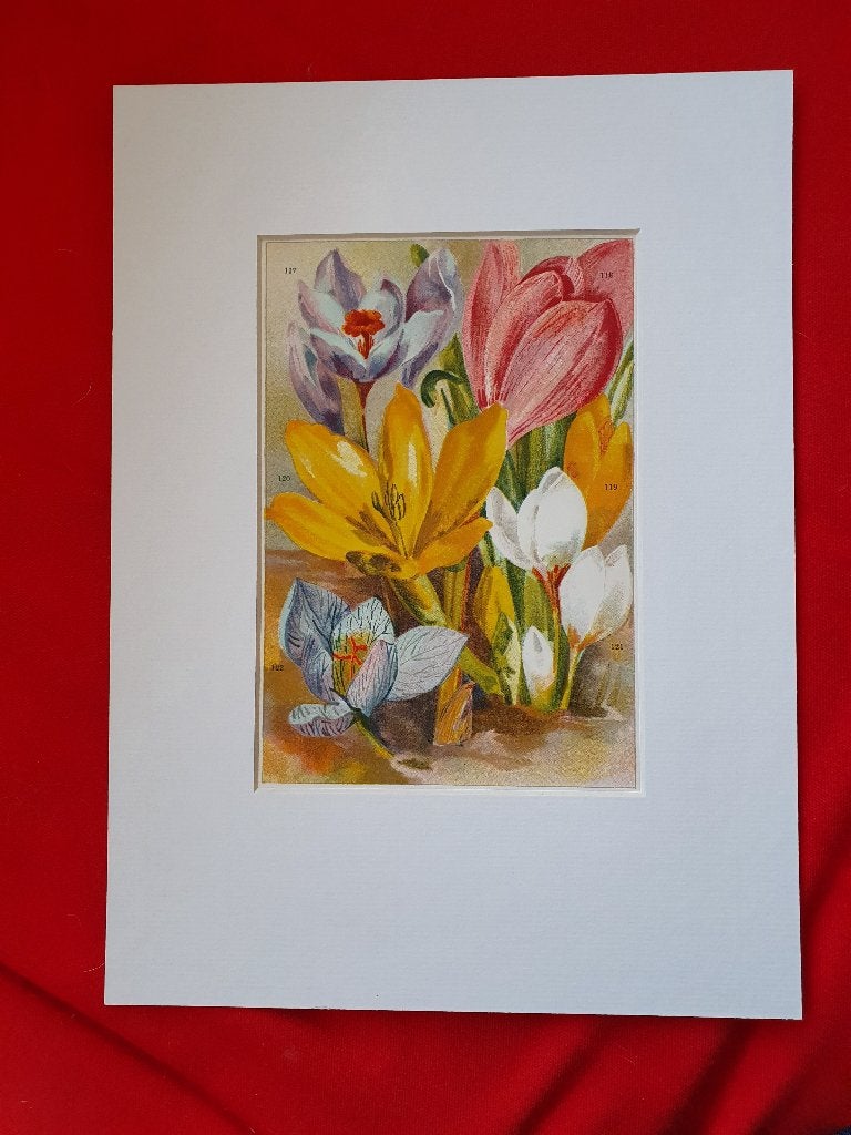 27 verschillende oude litho's van bloembollen 1905, Antiek en Kunst, Ophalen of Verzenden