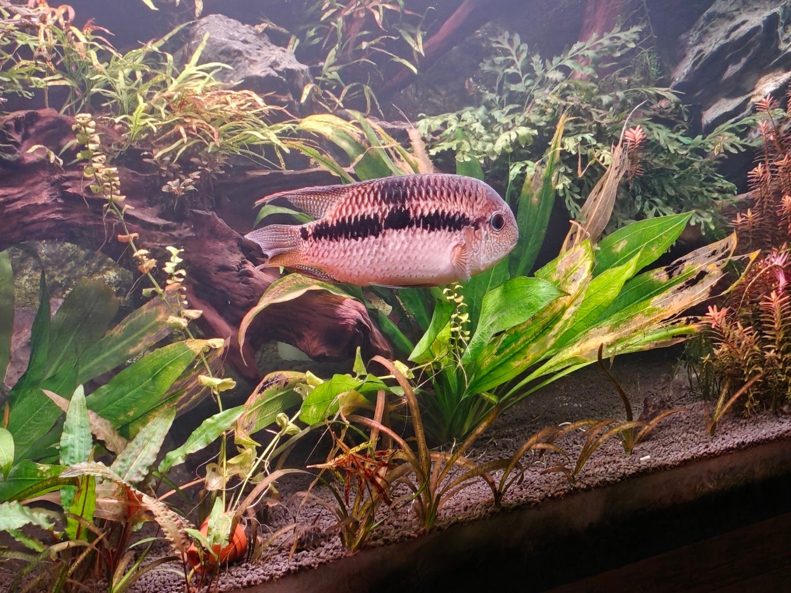 Aequidens diadema. Gratis ophalen, Dieren en Toebehoren, Vissen | Aquariumvissen, Vis