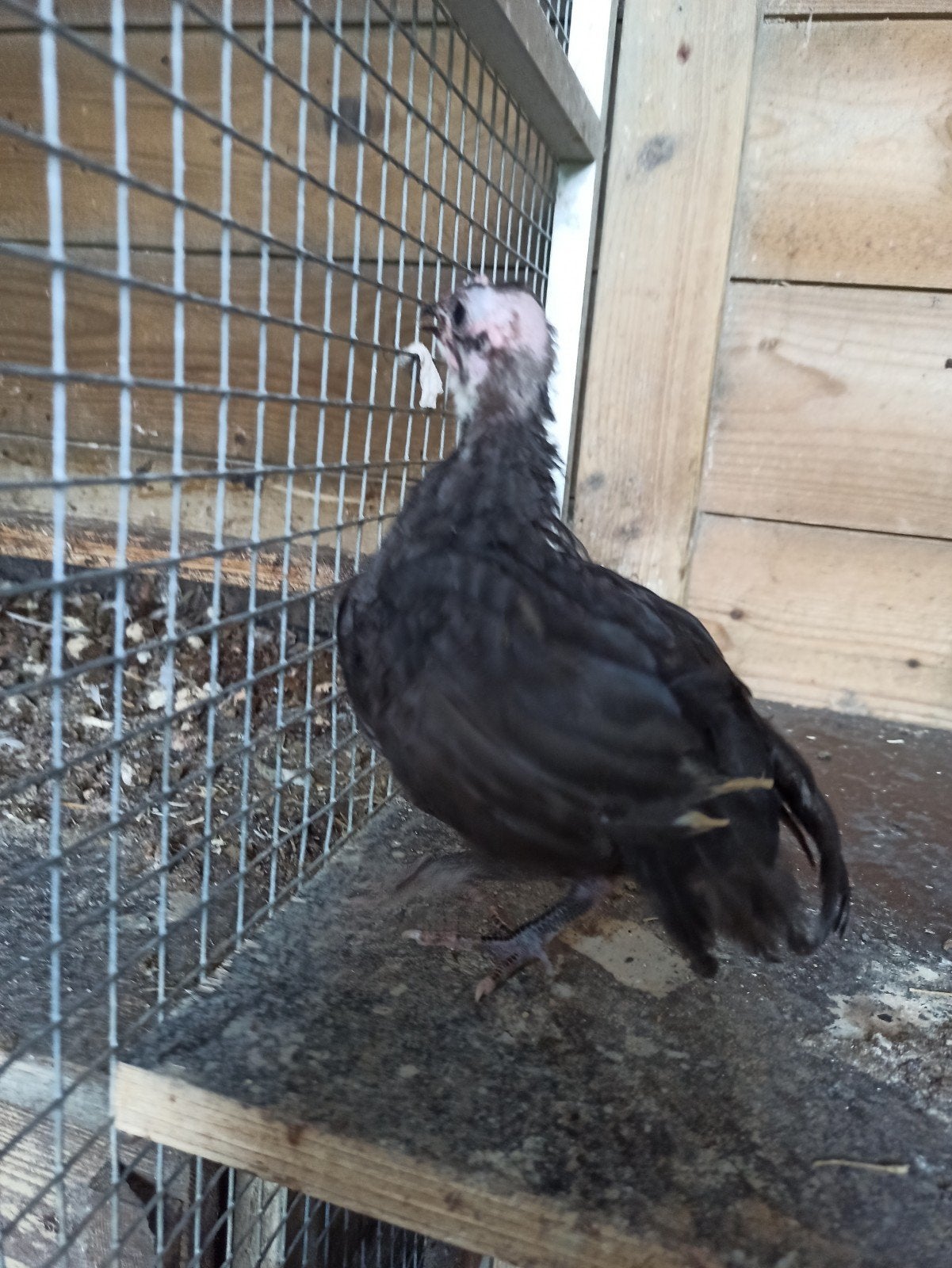 Australorp hen kriel zielepiet, Dieren en Toebehoren, Vrouwelijk, Kip