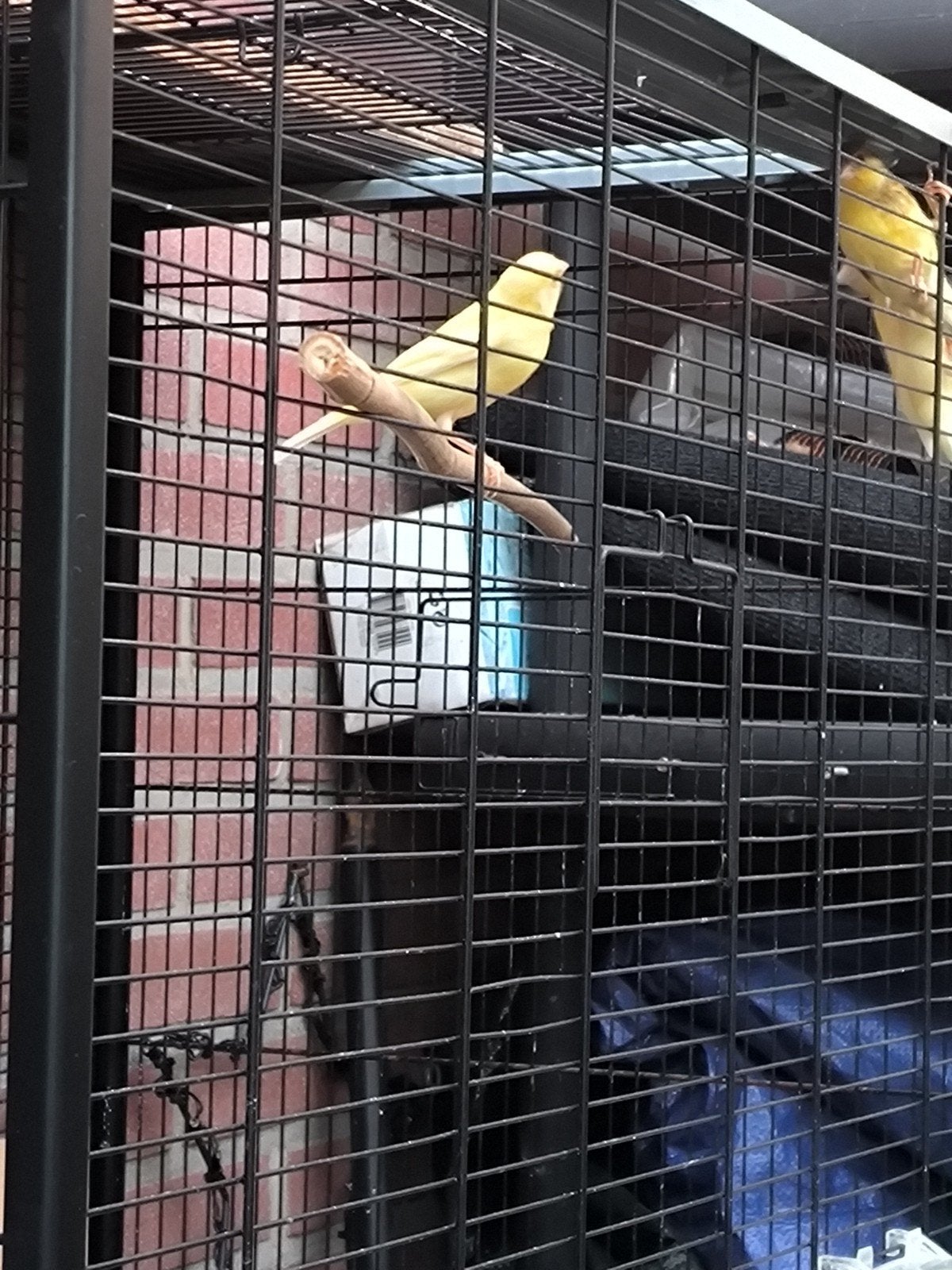 3 mooie kanarie geboren in mei €15 p.s Vaste prijs, Mannelijk, Kleurkanarie