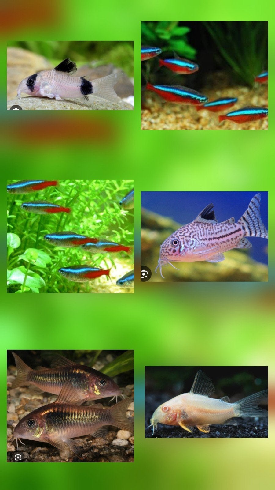 Gezocht. Corydoras en neon of kardinaal tetra's., Vis