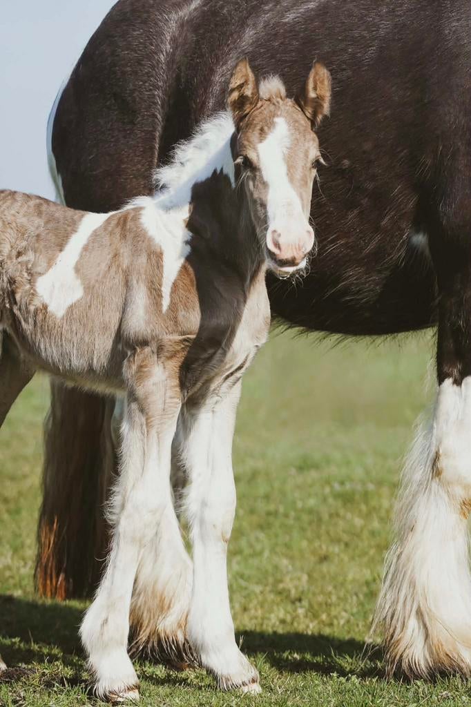 3 knappe veulens (tinker), Hengst, Niet van toepassing, Minder dan 160 cm, 0 tot 2 jaar