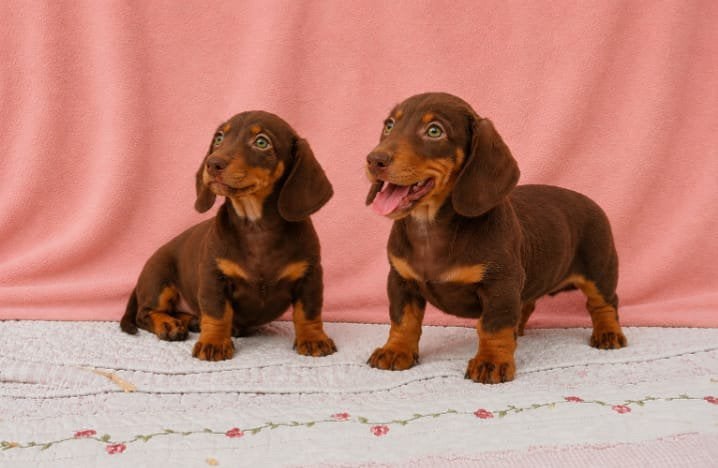 Gouden mandje gezocht Dwerg x kaninchen, Nederland, 8 tot 15 weken, Korthaar, Dwerg