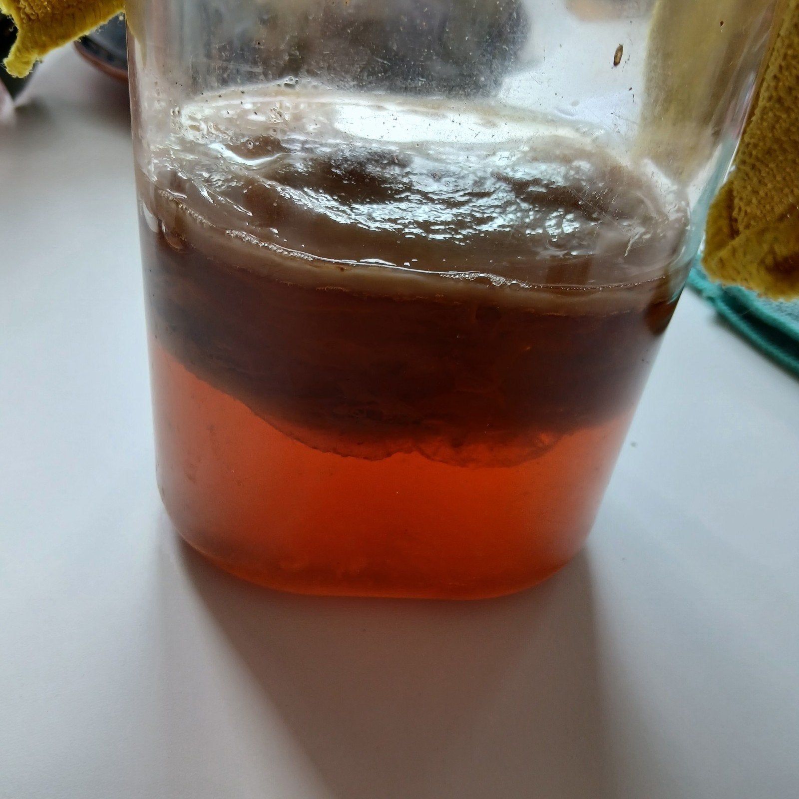 scoby kombucha, Ophalen