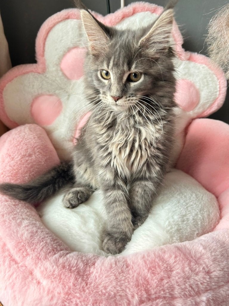 Maincoon  kittens, Meerdere dieren, Met stamboom, 0 tot 2 jaar