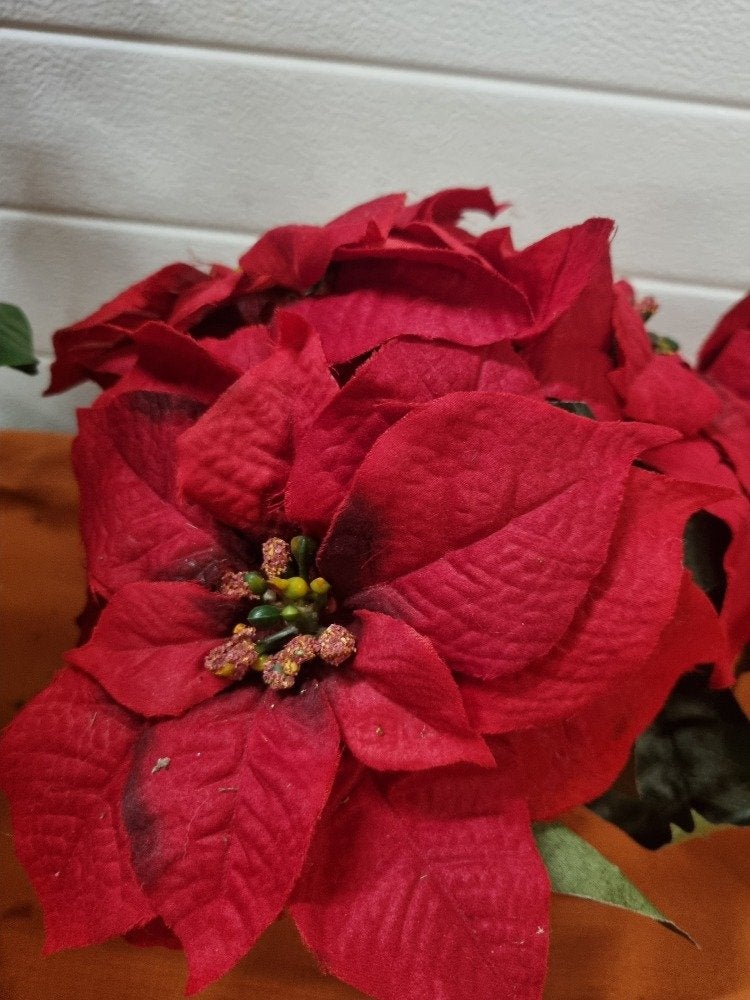 kerststerren kunstplanten volle planten, Ophalen of Verzenden, 'T Olde Gre-j, Info@toldegrej.nl, Endepoelstraat 20f Didam