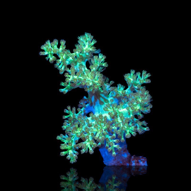 Kenya Tree (Capnella) – Frag – Mini Reef Lab, Dieren en Toebehoren, Overige typen, Zoutwatervis