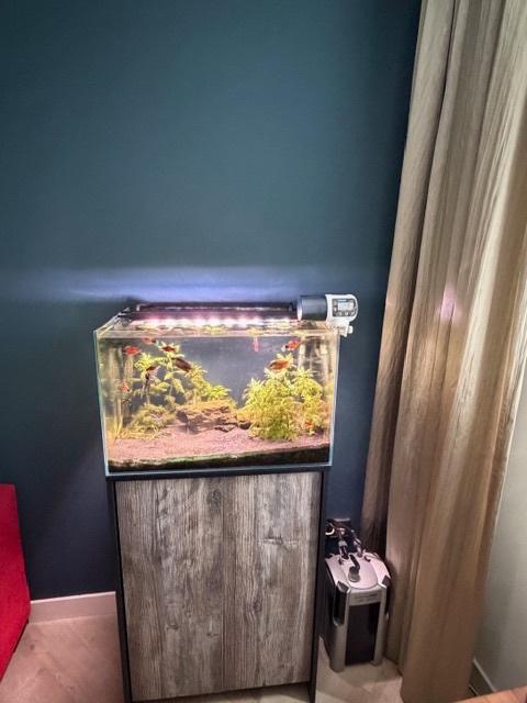 Superfish Aquarium 60x40x40 compleet, Ophalen, Inclusief vissen, Superfish, Gevuld zoetwateraquarium