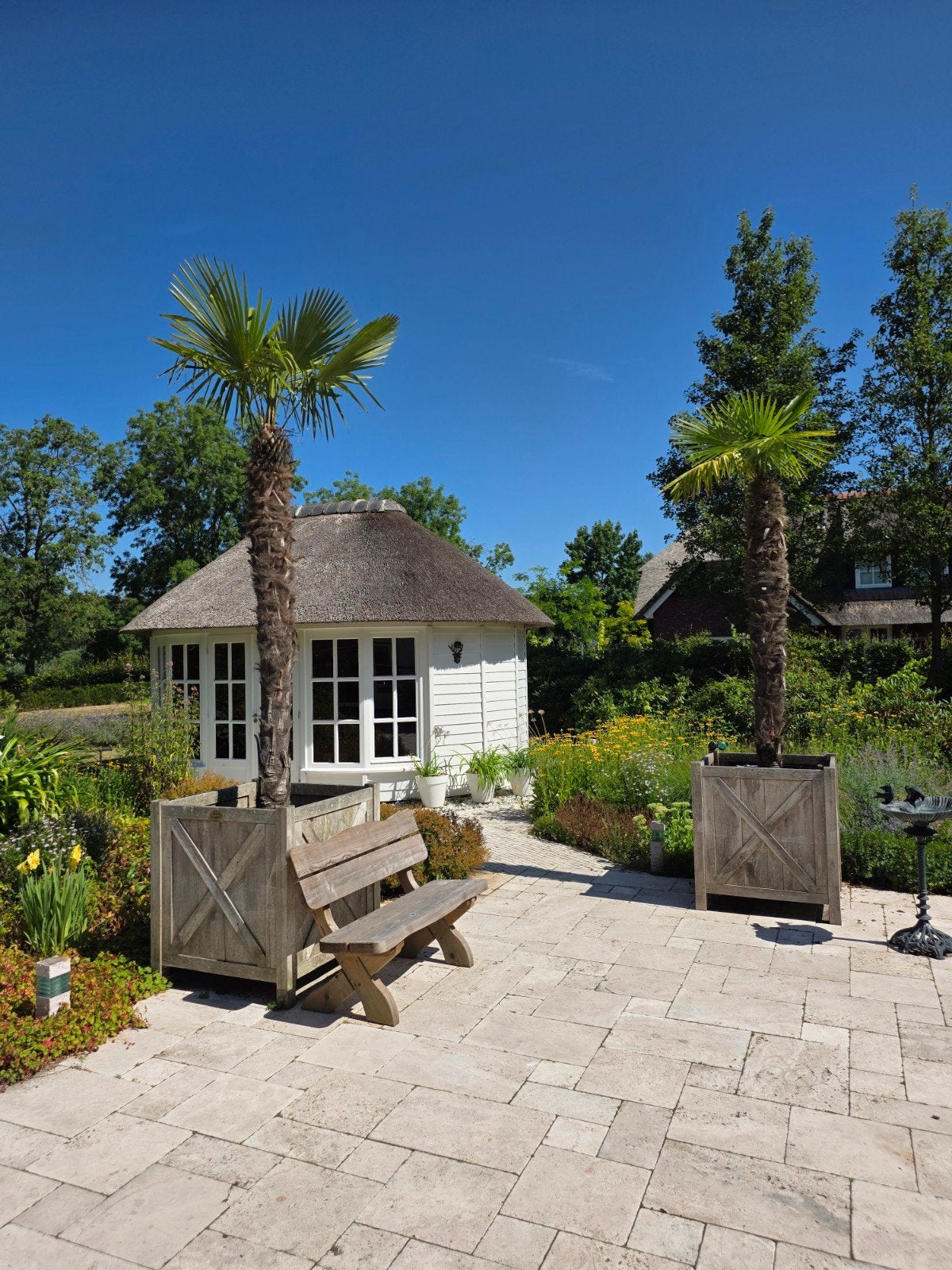 Grote Trachycarpus palmen in luxe houten plantenbakken, Tuin en Terras, Ophalen, Overige soorten, Volle zon