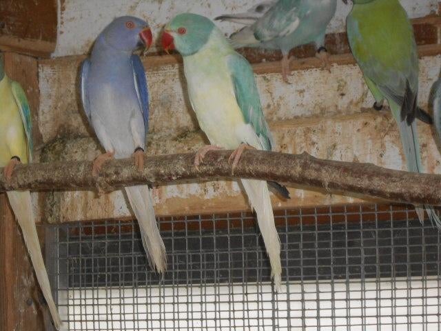 halsbanden bleekstaart opaline, Meerdere dieren, Parkiet, Geringd
