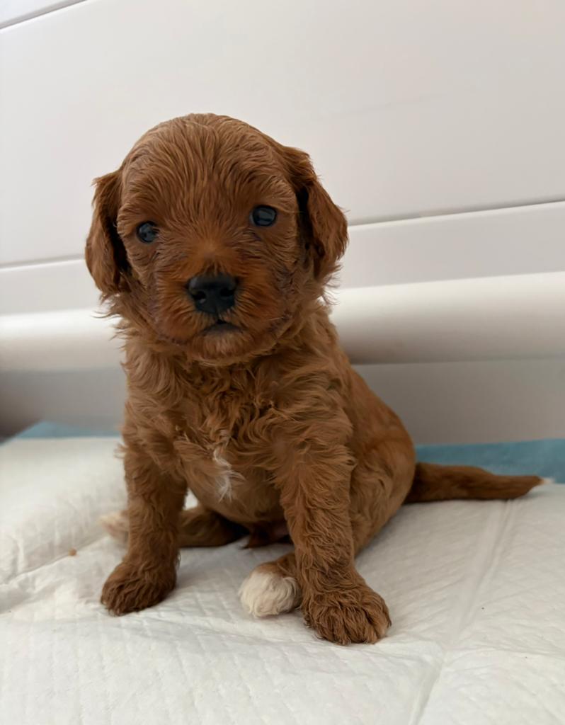Maltipoo pups, Parvo, Overige rassen, 8 tot 15 weken, Meerdere dieren
