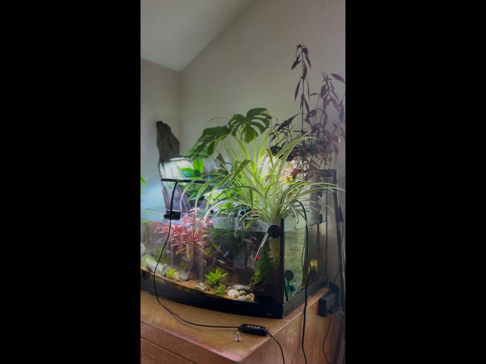 Open designaquarium, Ophalen of Verzenden, Leeg aquarium