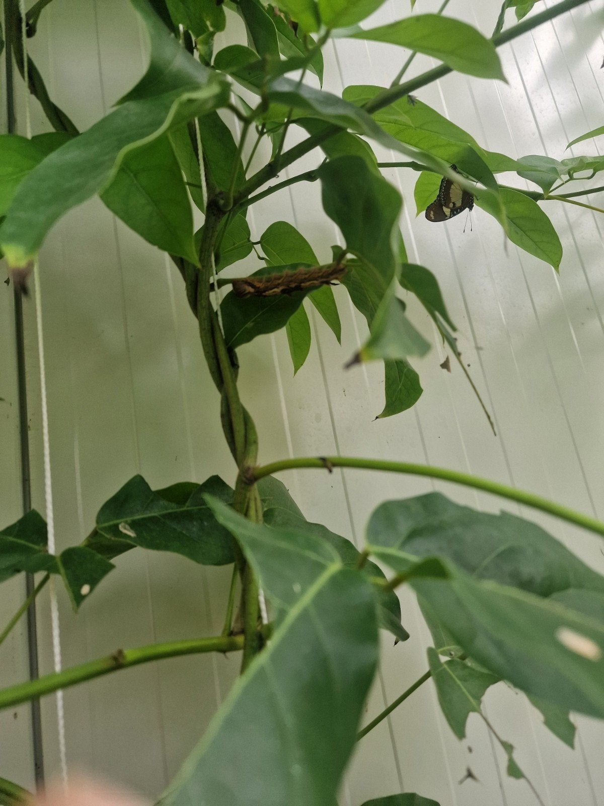 Morpho Peleides eitjes, Dieren en Toebehoren, Insecten en Spinnen, Vlinders of Rupsen