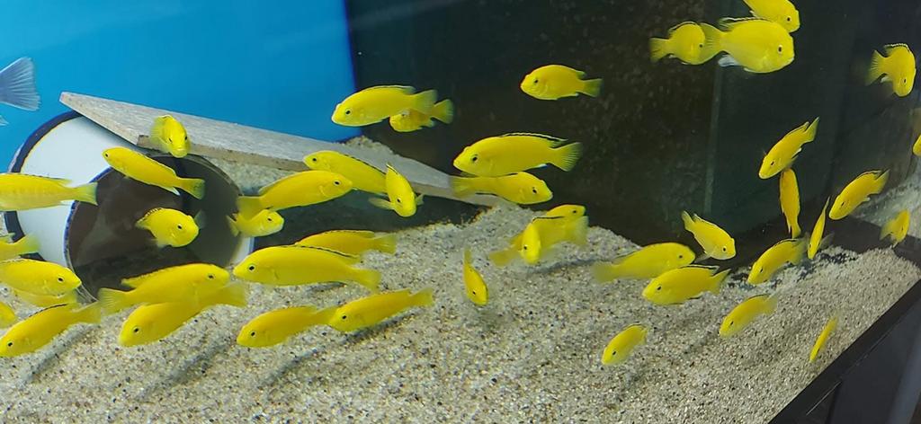 Labidochromis Cearuleus Yellow kakusa F1, Dieren en Toebehoren, Vissen | Aquariumvissen, Vis