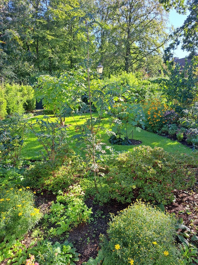 Grote Butlea's, vlinderstruiken, Volle zon, Vaste plant, Zomer, Ophalen