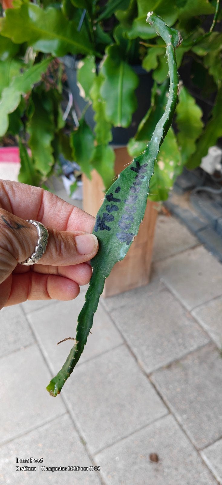 Epiphyllum stekje Fest Geschenk- Makkelijk te stekken, Bloeiende kamerplant, Ophalen of Verzenden, Cactus, Volledige schaduw