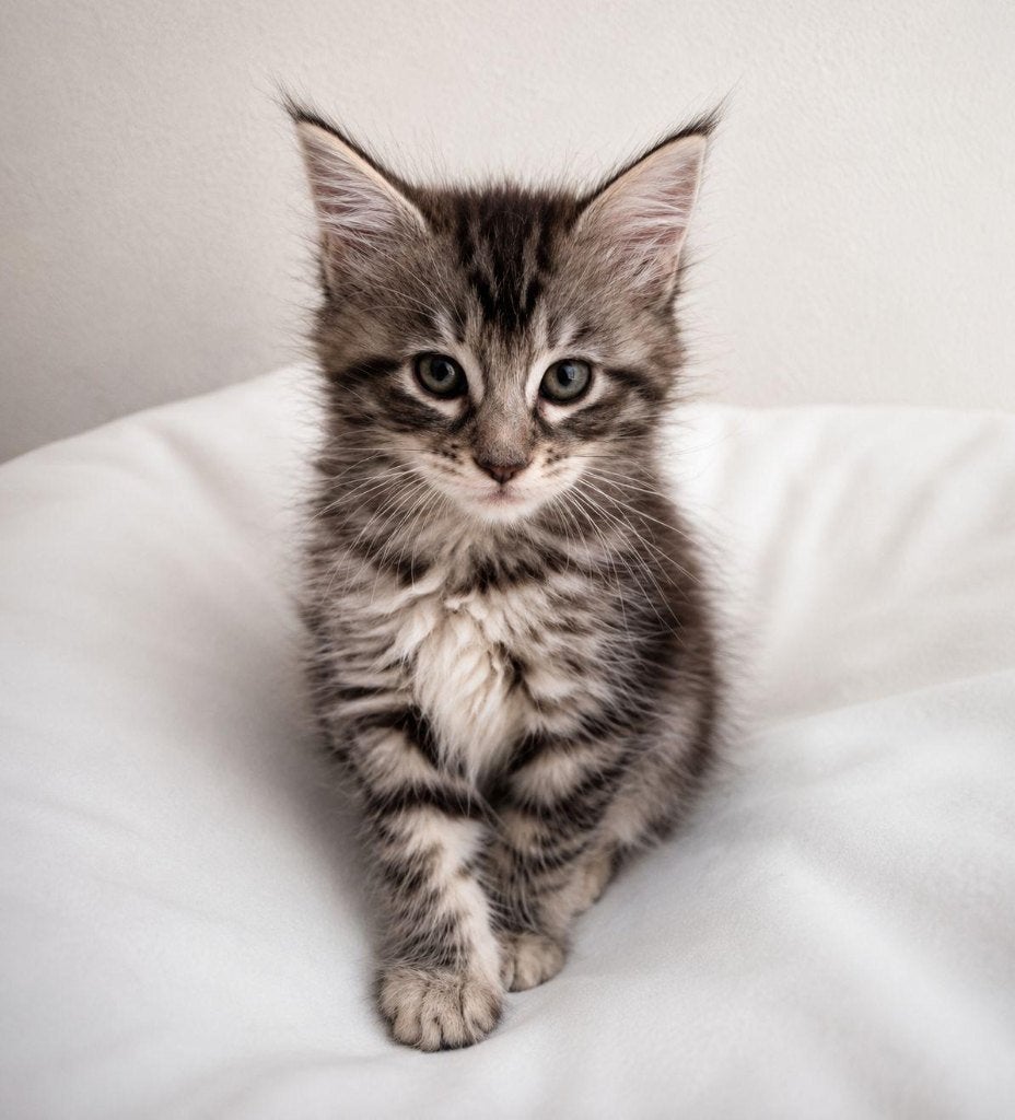 Maine Coon Kittens blacksilver en brown tabby, Meerdere dieren, Gechipt, 0 tot 2 jaar