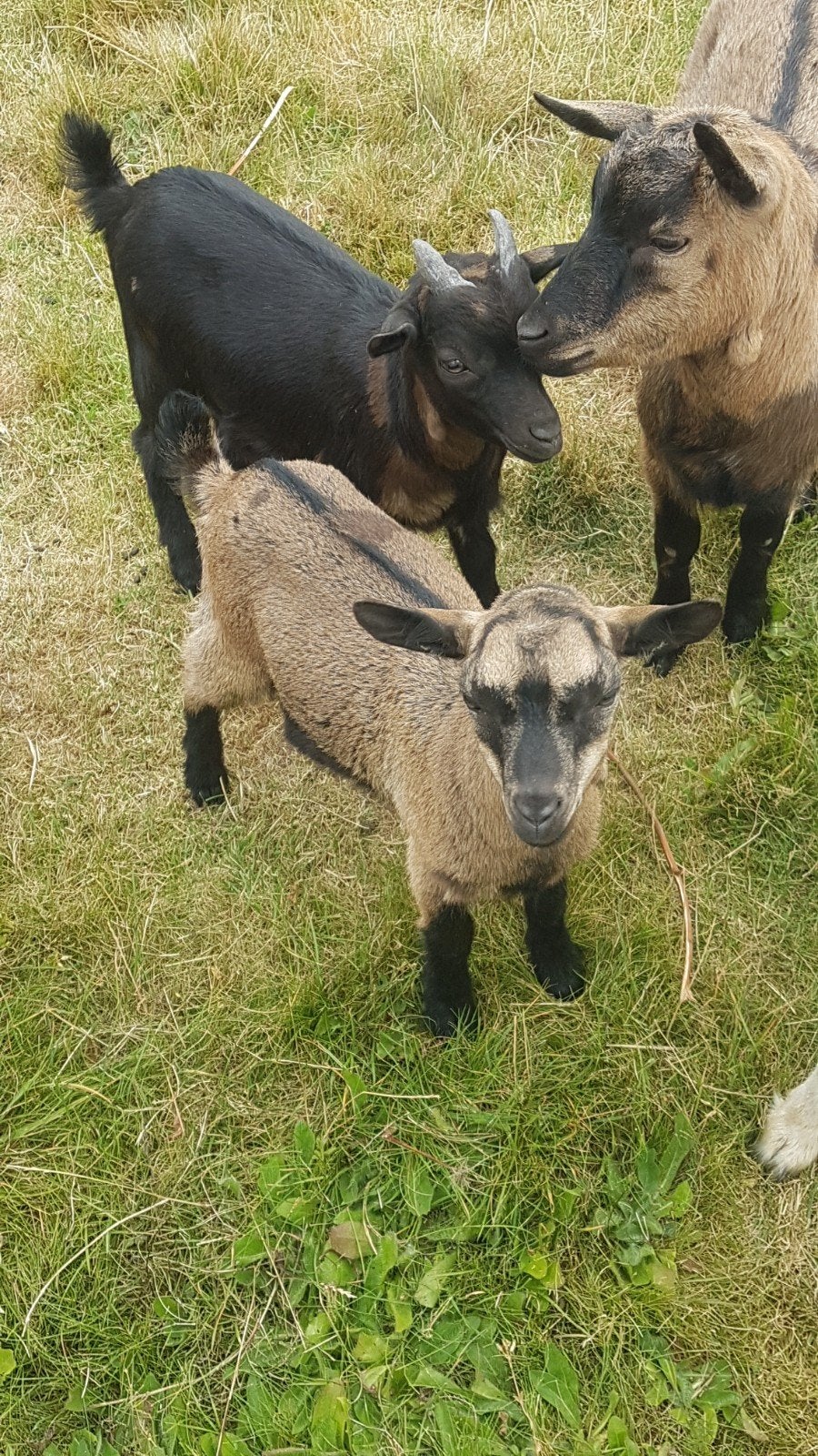 3 supermooie en lieve bokjes., Dieren en Toebehoren, Mannelijk, Geit
