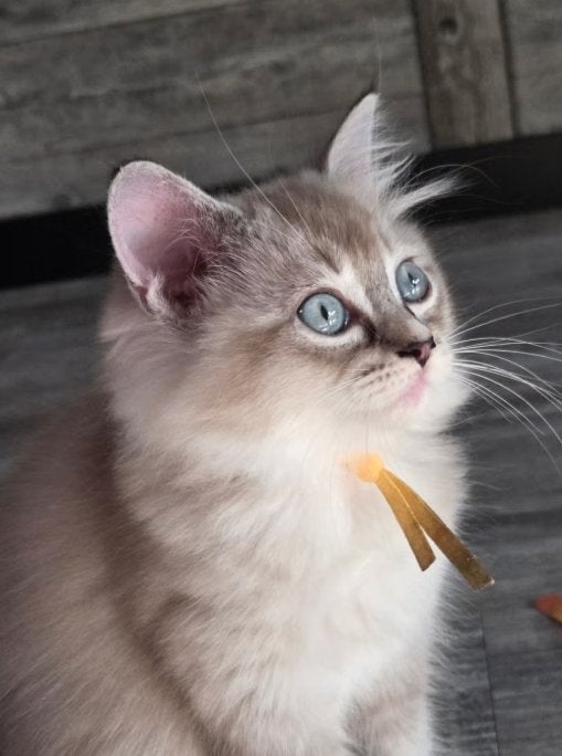 Nog 1 Raszuivere schattige Ragdoll kittens over., Dieren en Toebehoren, Katten en Kittens | Raskatten | Langhaar, Poes, Gechipt