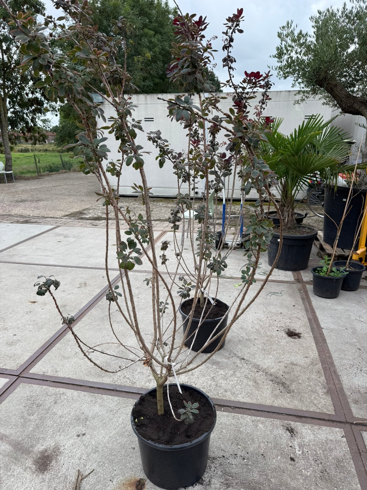 Priikenboom grote struik 150/175 mooi gelijk potgekweekt, Volle zon, Vaste plant, Zomer, Ophalen