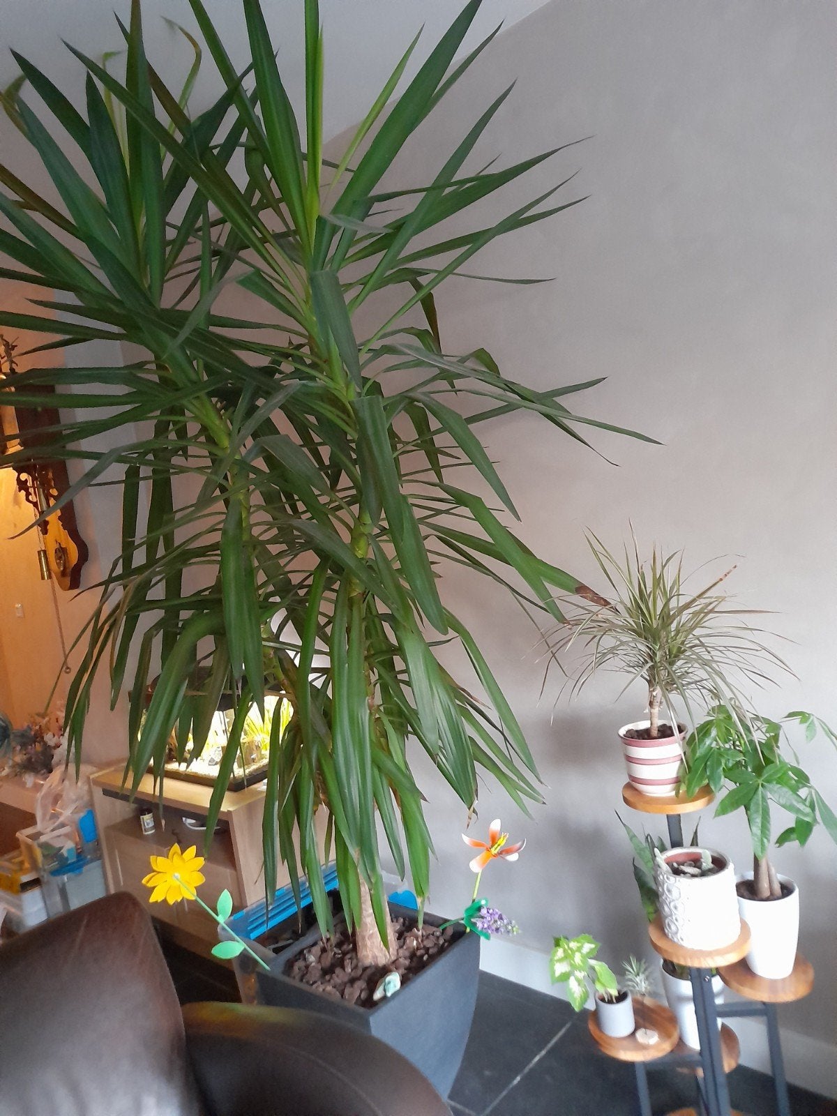 Grote Yucca plant in pot, Ophalen, 200 cm of meer, Halfschaduw, In pot