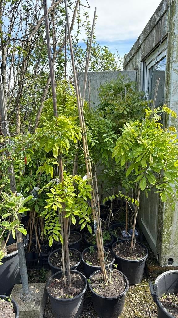 Wisterias gezien blauw geente plant op stam gezien op tv, Tuin en Terras, Ophalen, Volle zon, Vaste plant, Klimplanten