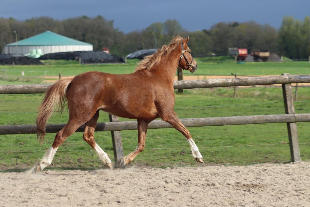 te koop 3 jarige merrie, Dieren en Toebehoren, Merrie
