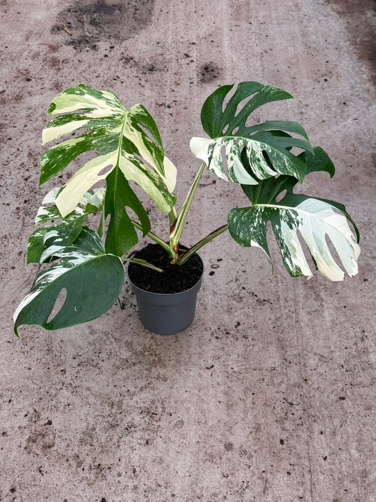 Monstera Borsigiana Albo Variegated, Ophalen of Verzenden, Halfschaduw, Minder dan 100 cm