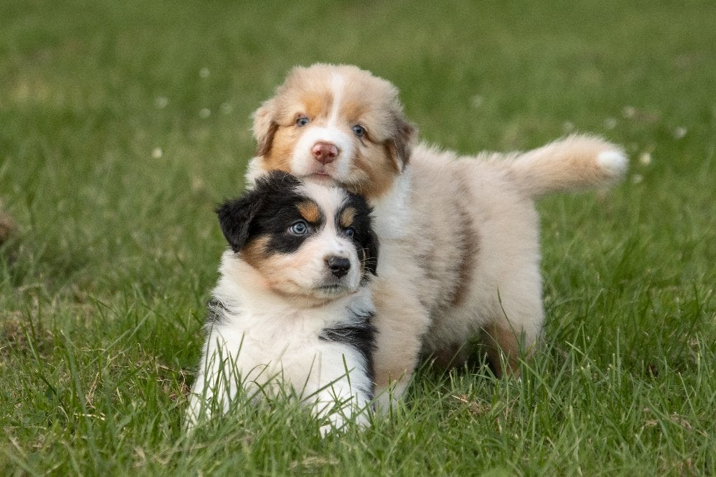 VERWACHT Australian Shepherds met FCI Stamboom, Dieren en Toebehoren, Honden | Herdershonden en Veedrijvers, Parvo, Nederland