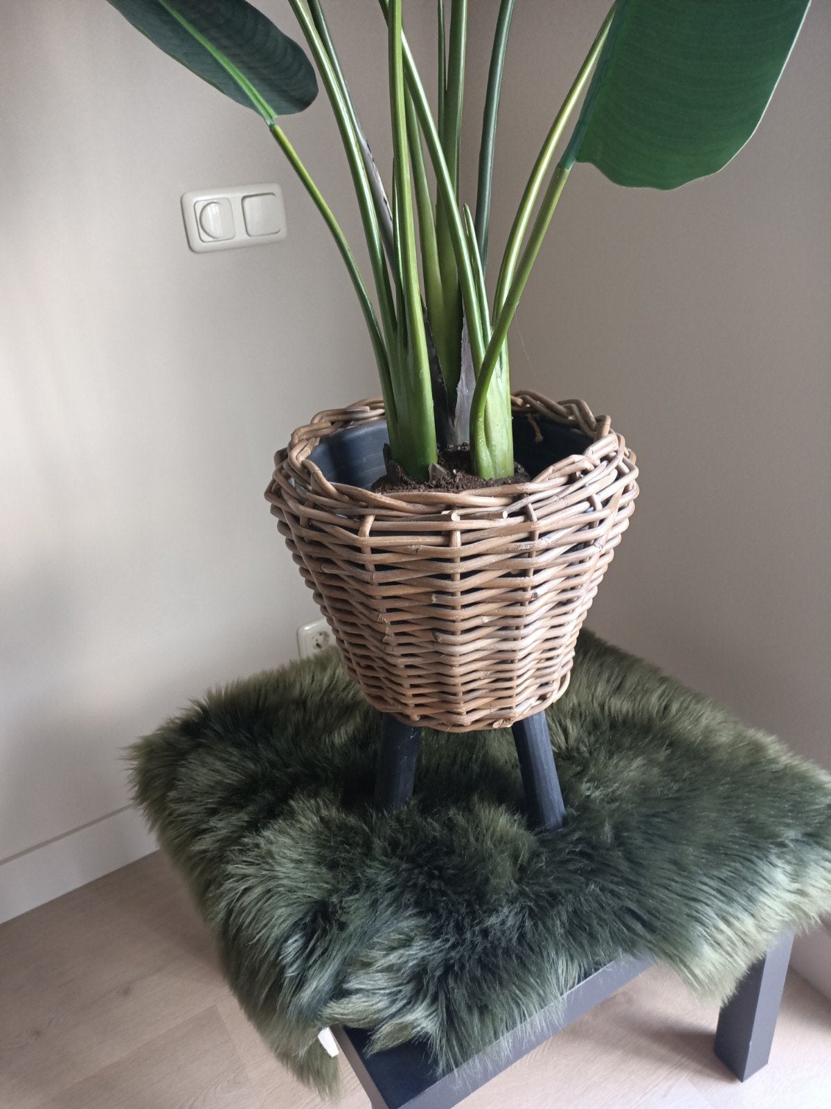 Rieten pot, hele set is te koop behalve de plant, Ophalen