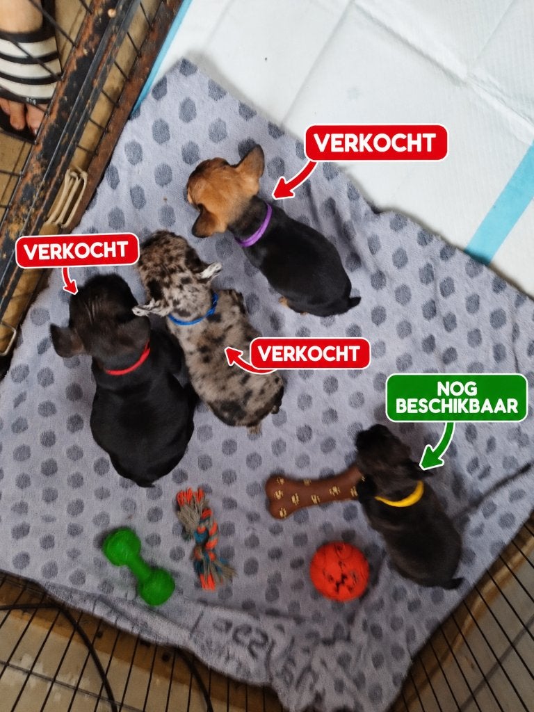 Prachtige Franse bulldog puppy’s, België, Particulier, 8 tot 15 weken, Teef