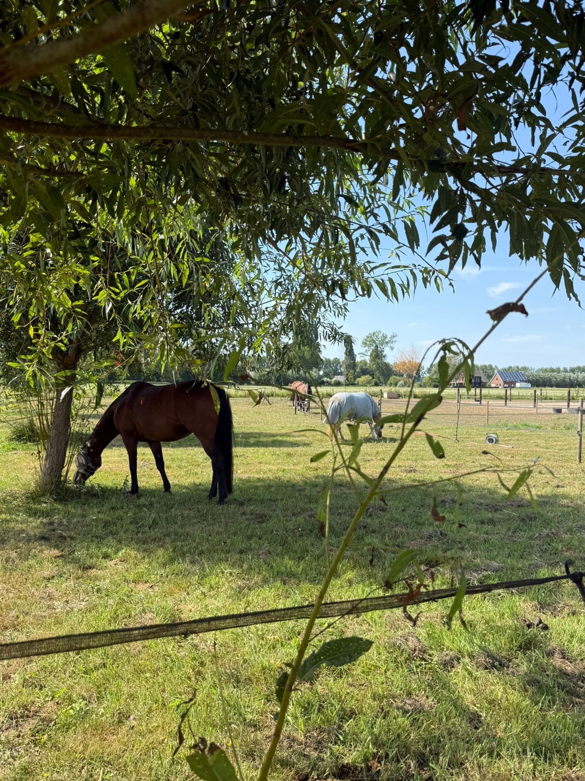 Pensionstalling - weidegang - paddock, Dieren en Toebehoren, Stalling en Weidegang, Weidegang, 2 of 3 paarden of pony's